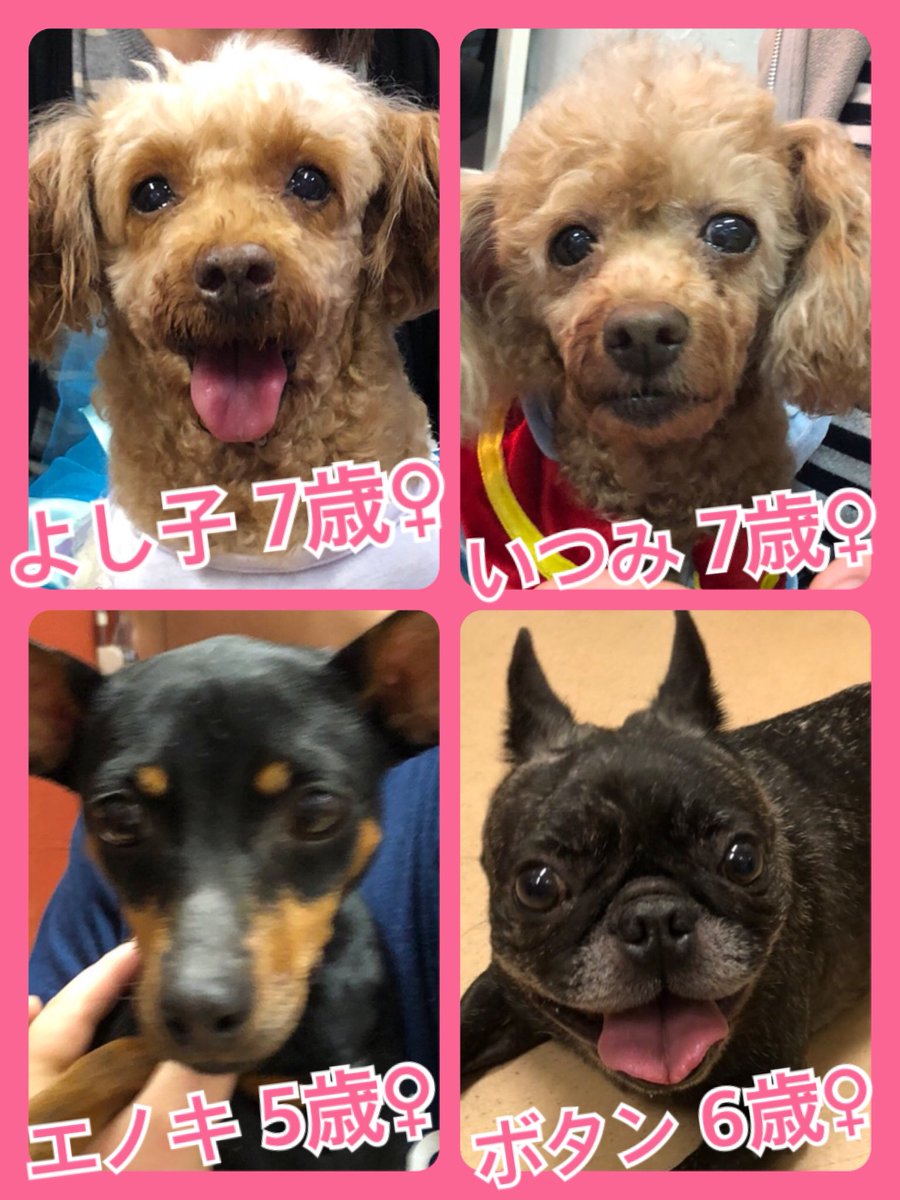 🐾今日の里親様募集中ワンコ🐶メンバーです🐾2019,10,26